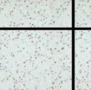 啄木鳥天然真石漆